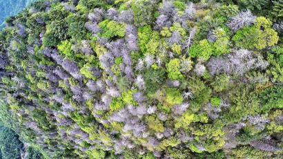 기후변화로 떼죽음 당한 지리산 구상나무…“멸종 카운트다운”