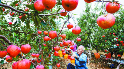[사진] 홍로 사과 수확 한창