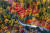 전남 여수시 미평동 봉화산이 붉은 단풍으로 장관을 이루고 있다. <저작권자 ⓒ 1980-2017 ㈜연합뉴스. 무단 전재 재배포 금지.>
