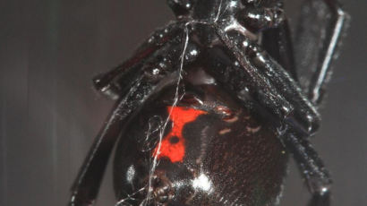 붉은불개미보다 독성 12배 … 맹독성 ‘서부과부거미’ 국내 발견