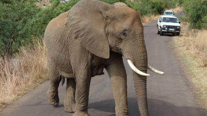 사진 찍으려고 가까이 갔다가 코끼리에 밟혀 사망한 관광객