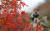 올가을 설악산 국립공원의 단풍이 본격적으로 시작된 28일 중청대피소 등산로 주변의 단풍 앞으로 탐방객들이 등산을 즐기고 있다. [연합뉴스]