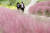 지난 28일 부산 강서구 대저 생태공원을 찾은 시민들이 분홍색 억새인 핑크뮬리를 구경하고 있다. [연합뉴스]