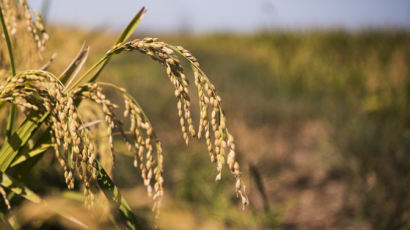 올해 쌀 생산량도 400t 밑돌 듯…쌀값 상승세 당분간 지속 