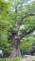 해남 대흥사 만일암터 느티나무가 소셜네트워크서비스(SNS) 투표를 통해 전라도 천년을 기념하는 ‘천년나무’로 지정됐다. [사진 전남도]