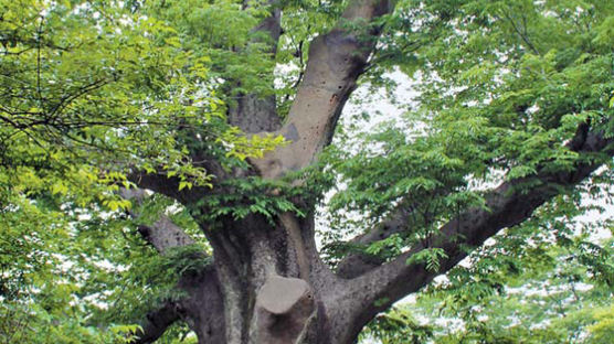 [전라 천년의 숨결] 수령 1100년···‘전라 천년나무’ 해남 대흥사 느티나무