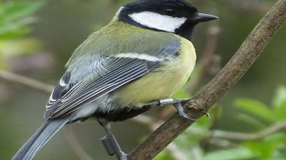 수줍음 많은 새가 더 많은 암컷과 놀아난다...英 옥스포드대 연구 결과