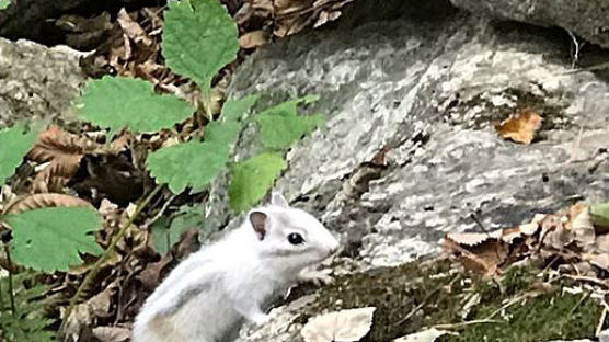 ‘길조’ 설악산에서 발견된 흰 다람쥐