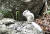 지난달 25일 강원 속초시 설악산국립공원 내 설악폭포 인근에서 온몸이 흰색을 띤 다람쥐가 발견됐다. [사진 설악산국립공원사무소]