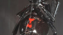 붉은불개미 12배 독성…‘맹독성 거미’ 추가 발견, 이번엔 알까지
