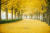 10월은 짙은 가을색으로 물든 자연을 만끽하며 걷기 가장 좋은 때다. 은행나무 350여 그루가 장관을 이룬 충남 아산 은행나무길. [사진 한국관광공사]
