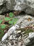지난달 25일 강원 속초시 설악산국립공원 내 설악폭포 인근에서 온몸이 흰색을 띤 다람쥐가 발견됐다. [사진 설악산국립공원사무소]