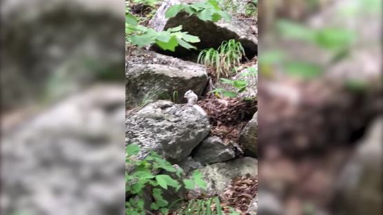 ‘길조’ 흰 다람쥐, 10년만에 설악산 폭포에 나타났다 