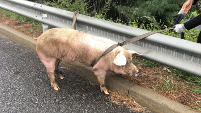 서해안고속도로서 갑자기 돼지 출현…돼지들 다리 부러져