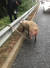 5일 오전 서해안고속도로 서울방향 용담터널 인근을 달리던 트럭에서 탈출한 돼지가 구조되고 있다. [사진 독자 촬영]