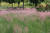 서울시는 다음달까지 잠원한강공원 그라스정원에 핑크뮬리 등 25종의 여러해살이풀을 공개한다. [중앙포토]