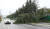 6일 오전 울산시 남구 석유화학공단에서 도로 위로 나무가 쓰러져 있다. [연합뉴스]