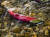 지난 8월 22일, 러시아 캄차카 반도의 캄차카 강에서 촬영된 &#39;홍연어(Sockeye Salmon)&#39;의 산란장면. 민물에서 몸색깔이 붉게 변하는 것은 홍연어의 특징이다. [사진 연합뉴스]