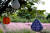 분홍빛 꽃을 피우는 억새 &#39;핑크뮬리&#39;는 제주에서도 만날 수 있다. [사진 제주관광공사]