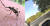 거대 모기 &#39;소로포라 섬모충류&#39;(Psorophora ciliata)(왼쪽)과 미 노스캐롤라이나주 주민 바도브스키가 찍은 거대 모기. 동정크기 만한 모기(오른쪽)[미국 플로리다대 곤충학선충학 홈페이지 캡처=연합뉴스, Cassie Rulene Vadovsky 페이스북 캡처] 