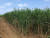 기카이 섬의 사탕수수. 봄에 심은 사탕수수는 1년 뒤 봄에 수확하고, 여름에 심은 사탕수수는 1년 6개월 간 키운 뒤 이듬해 봄에 수확한다. 사진=김상진 기자