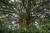 데쿠즈쿠 지역의 거대 용수(榕樹)는 수령 100년이 넘은 것이다. 현지 방언으로 가쥬마루로 불린다. 사진=김상진 기자