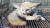 15일 창원시 마산합포구 주택가에서 포획된 국제적 멸종위기종인 사막여우. [사진 한국야생동물보호협회 경남지회]