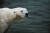 17일 노환으로 사망한 경기 용인 에버랜드 북극곰 통키의 생전 모습. [사진 에버랜드]