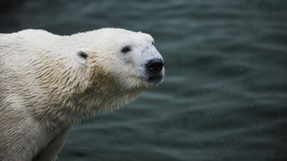 국내 마지막 북극곰 '통키', 영국행 앞두고 노환으로 사망