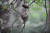 한라산 숨은물뱅듸에 서식하는 멸종위기종 긴꼬리딱새. [사진 국립환경과학원]