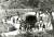 1976년 8월 18일 판문점 공동경비구역 안에서 미루나무 가지치기 작업 중 발생한 일명 &#39;도끼만행사건&#39; 모습. [연합뉴스]