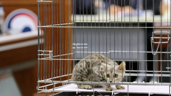 김진태 벵갈 고양이 공방, 결국…“정치 이벤트에 동물 활용 금지” 방지법 발의