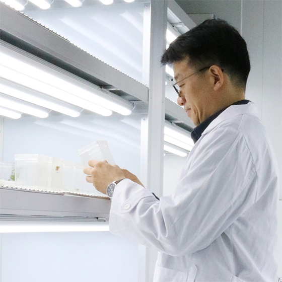 권순일 툴젠 종자연구소 팀장이 1일 식물 배양실에서 실험용 감자를 살펴보고 있다. [사진 툴젠]
