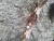 지리산 반달가슴곰을 숨지게 만든 올가미 [중앙포토]