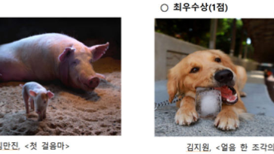 동물 사랑 사진공모전…아기 돼지 '첫 걸음마' 대상