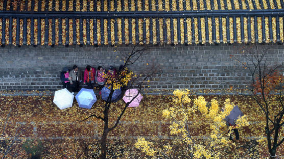 [서소문사진관] 만추 풍경 절정, 낙엽으로 뒤덮힌 서울 거리,