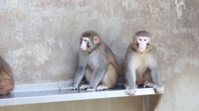 나흘째 행방묘연한 영장류센터 탈출 원숭이…“추위 견디기 어려울 것”