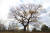 사지포제방 위쪽 언덕에 있는 사랑나무. 하트 모양을 하고 있는 팽나무다. 최승표 기자