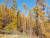 태백산국립공원의 일본잎갈나무 숲. 군데군데 바람에 쓰러진 나무들이 눈에 띈다. 태백산=박진호 기자