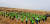 중국 쿠부치 사막에서 포플러를 심은 한중 녹색봉사단원들이 만세를 부르고 있다.