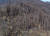 나무에 쓰러진 태백산 일본잎갈나무 숲. [사진 한국환경생태학회]