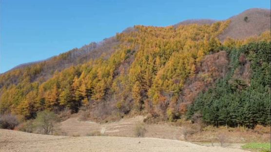 국립공원 외래종 일본잎갈나무…산사태 위험에 농작물 피해도