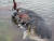 19일(현지시간) 인도네시아 와카토비 국립공원 인근 해안에서 죽은 상태로 발견된 향유고래. [로이터=연합뉴스]
