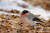 수컷멋쟁이새가 올 2월 광릉수목원에서 떨어진 열매를 줍고 있다. [사진 포토그래퍼 저비스]