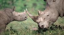 앞만 보고 달리는 코뿔소와 복기하는 인간의 차이 