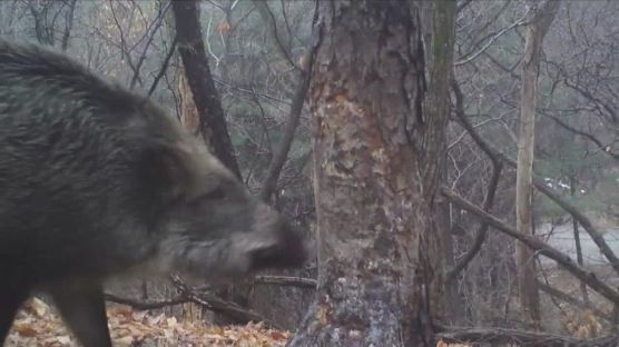 겨울철 배고프고 예민한 멧돼지…일몰 이후가 가장 위험