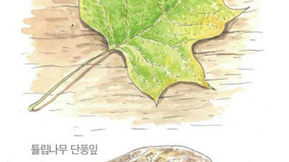 [소년중앙] 황경택 쌤과 자연이랑 놀자 9.낙엽
