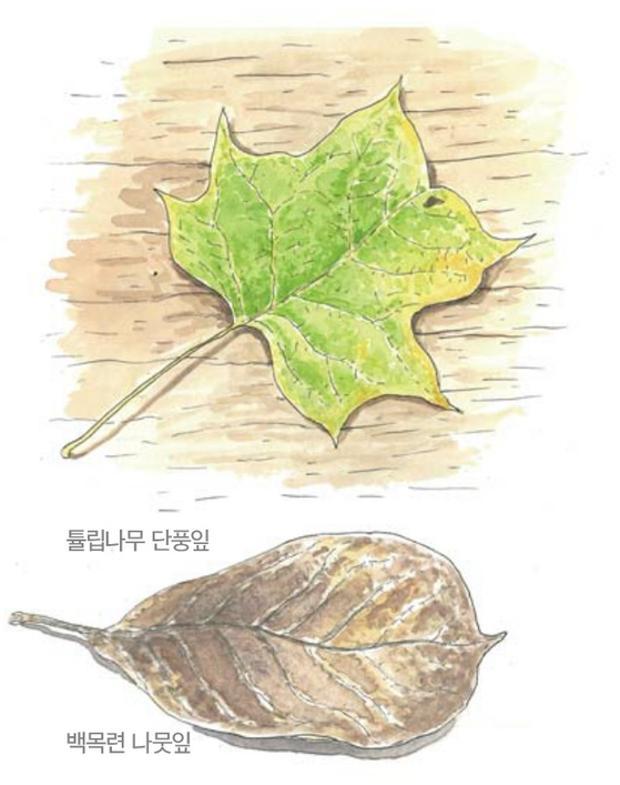 [소년중앙] 황경택 쌤과 자연이랑 놀자 9.낙엽