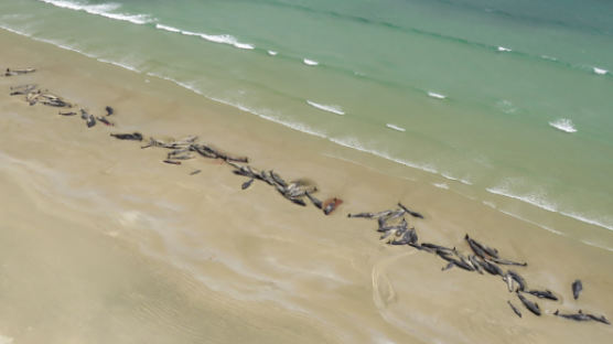 뉴질랜드 해변에서 떼죽음 당한 고래 145마리