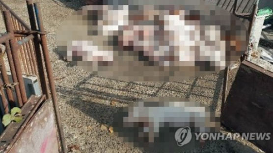 "상품성 떨어져"…어린돼지 둔기로 때려죽인 농장 '논란'